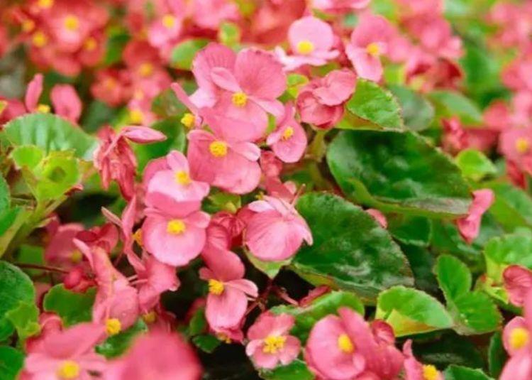 4种花养家里,堪称花界“劳模”,花期长,开花勤,越热花开越多