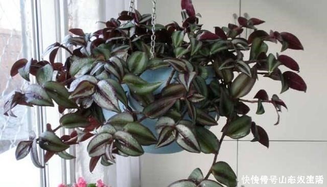 绿萝|耐阴花不止吊兰、绿萝,有“8种花”放北房间也能长成“美瀑布”!