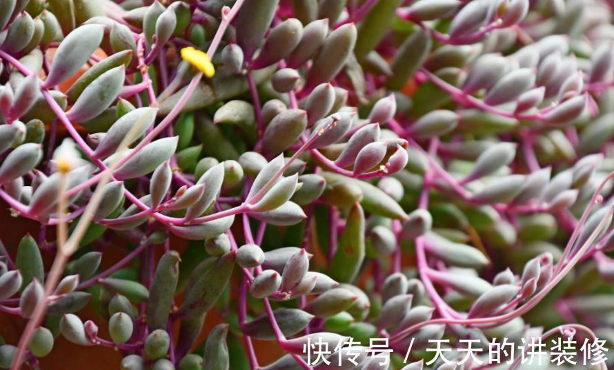 营养土|推荐几款皮实的多肉,不用花钱买营养土,路边的园土就能养出状态