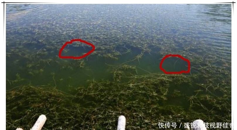 春末夏初巧寻板鲫:学会变通,找对方法