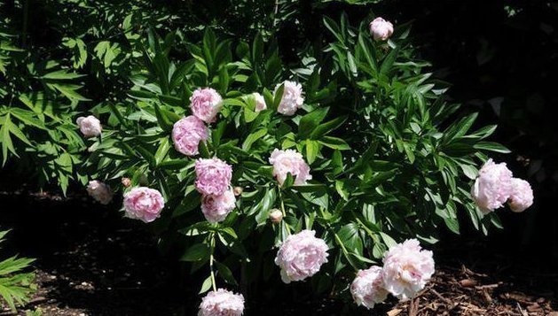 张仲景|张仲景的两大名方合用,原来有这么多的用途,你能想到吗?