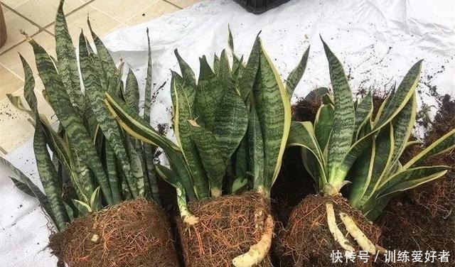 虎皮兰土加“一料”,7天蹭蹭冒小笋,叶片翠绿,独苗变繁花老桩!