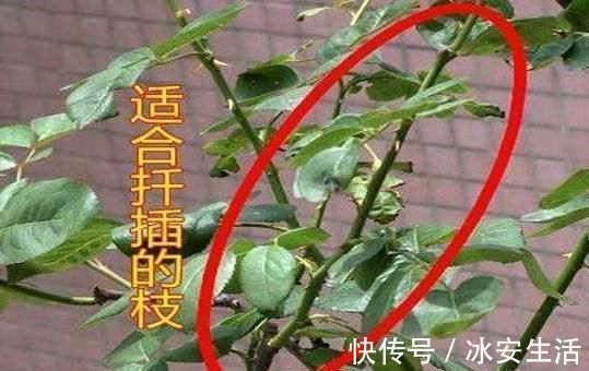 蟹爪兰|入秋扦插6种花,7天就生大白根,告别黑腐烂,花开量大