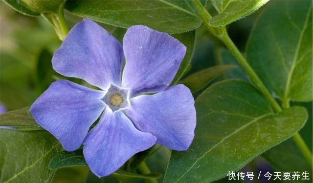 适合小阳台的花草,挂起来养,能开成“花瀑布”!