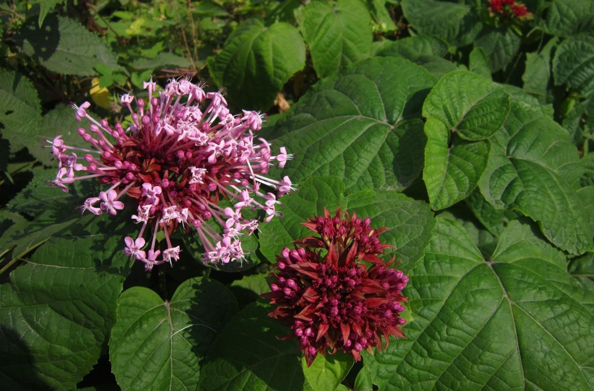 这4种花慎选,花朵味道难闻,家里不要养