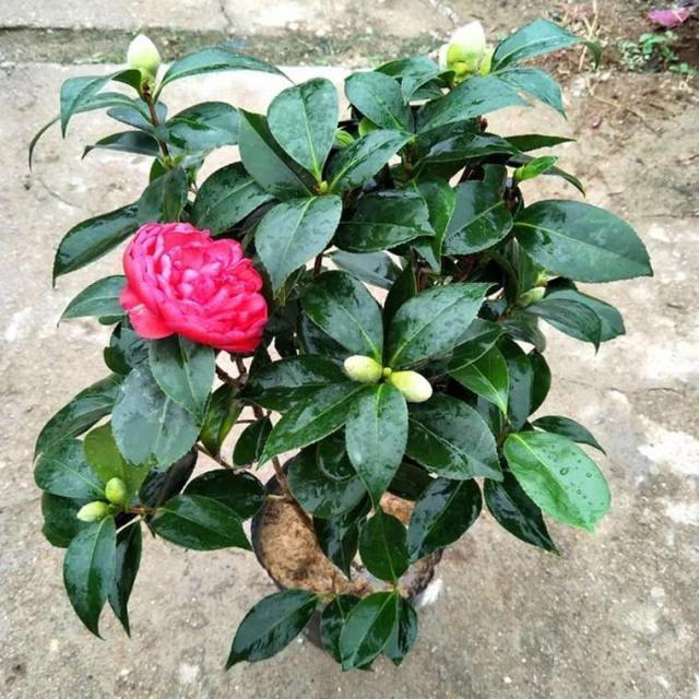 “茶花”花谢后,切勿“乱修剪”,有的枝条要轻剪、有的要重剪!