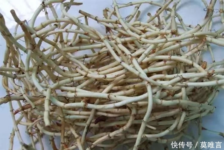 农村|农村一种野菜,生长在冬季,多数人不喜欢吃,却是农村人的最爱!