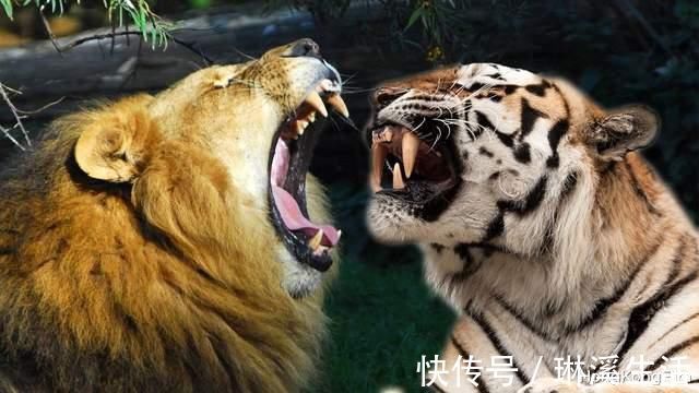 两极分化|两极分化?一文解读李小龙究竟有没有被过度神话!