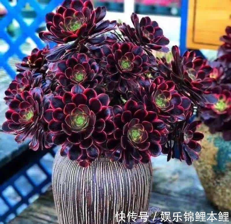 养殖|养多肉有3个基础要领,盆栽法师,再多注意2细节,轻松养好