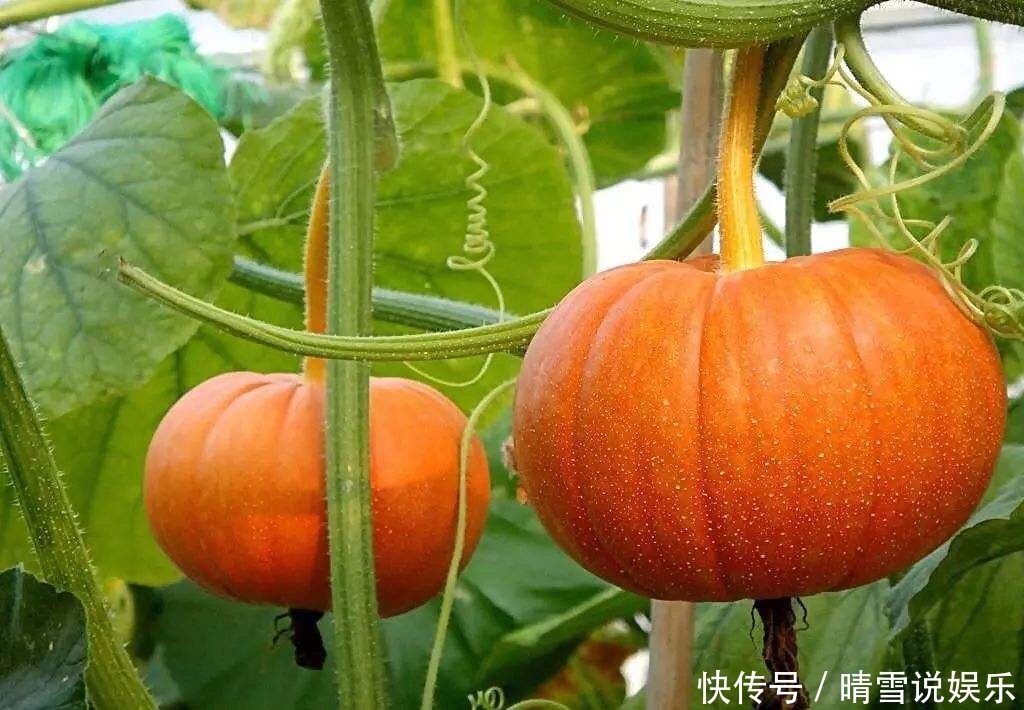 南瓜和此物一起煮,大肚子没了,失眠好了!女人不想满脸皱纹试试