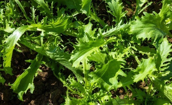 野菜|春天挖野菜，送你56种野菜大图片，带你见识不同的野菜和吃法