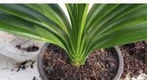 君子兰蔫了别扔,丢个小药片,呼呼冒出大白根,重新根壮叶油绿