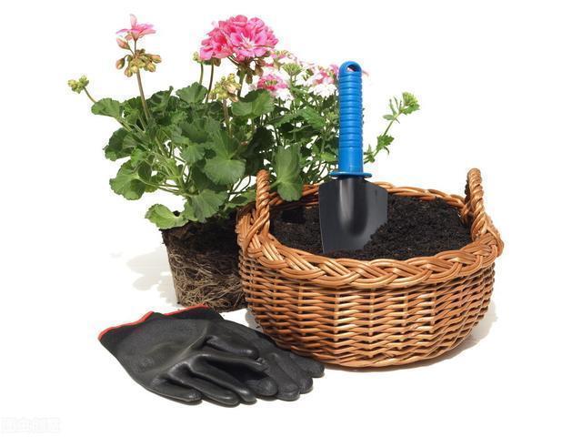 花友|她家只养一种花，一年四季有花赏，原因是做好了四件事