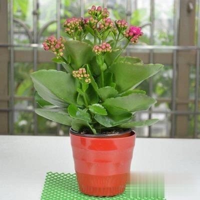 月季花养出好状态，只看叶子就行了，专家教你爆盆妙招，简单易学