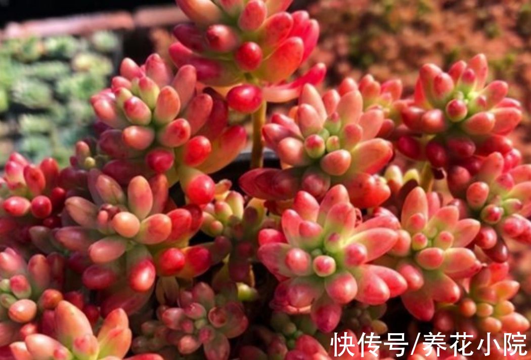 5种多肉，秋天多晒太阳，光照越充足，叶色越鲜艳