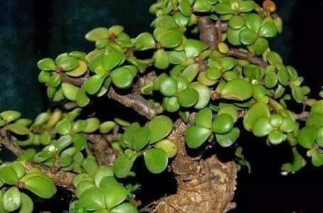 有钱人都喜欢这三种绿植,既上档次又耐活,轻松养到长不停