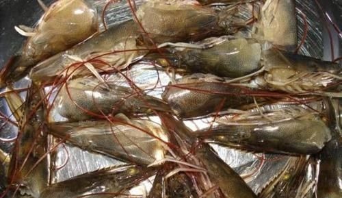 虾头里面是“精华”还是“脏东西”?能吃吗?看完涨知识了