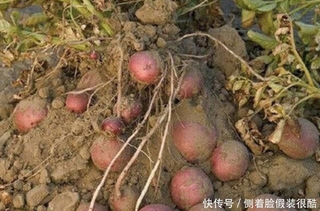 农村地里隐藏的“美味”其实它是真正的“土黄金”你吃过吗