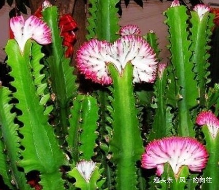 居家就养这三种绿植，既上档次又招财，好看又耐活