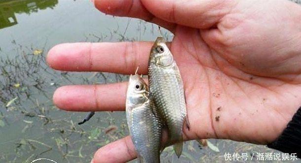 钓饵|野钓高手的独门技巧,专门针对杂鱼闹窝、浮漂摇摆不定的难题!