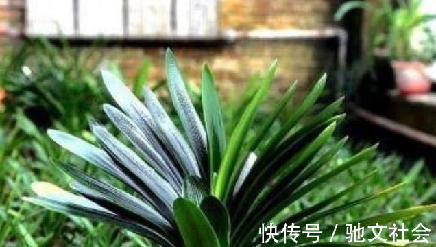 花卉|盆底垫上这一物,盆栽兰花、君子兰10年不烂根,还促生根多又壮