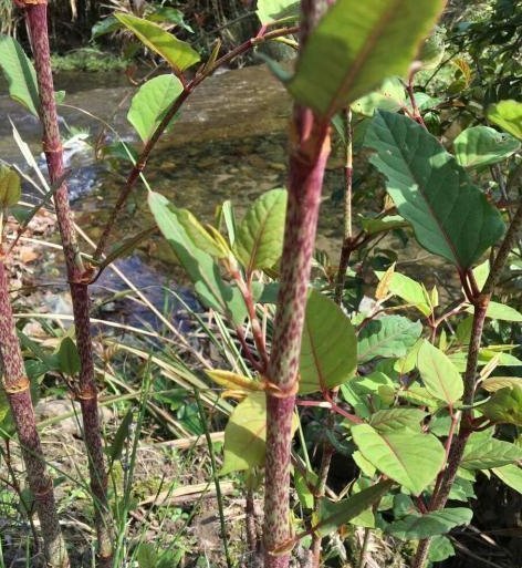 杂草|这种野草农民却当杂草除掉,吃过的人终身难忘,如今越来越少了