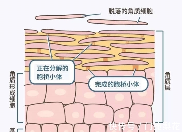 屋内几天不打扫就会出现很多毛毛,是怎么产生的?有何办法减少?