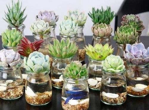 新手养无根多肉发根难!学会这2招,7到10天就生根