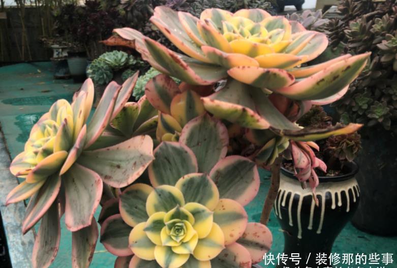 叶心处|多肉灿烂法师每年夏天叶片都会干枯然后烂掉,究竟该怎么来养啊?