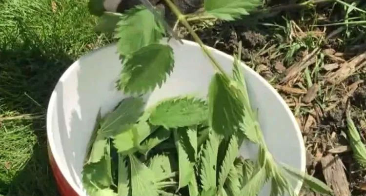 家禽|叶子带齿的这种野草,农民拿去喂家禽,价值极高人称“百草之王”