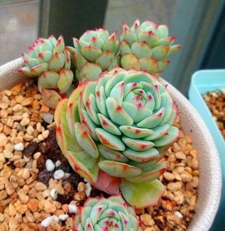 此款多肉，如夜色一般温柔，养护好气质独特迷人，值得拥有