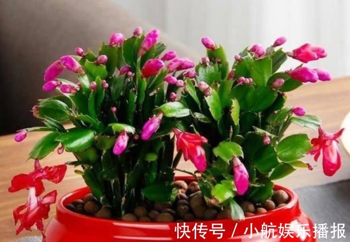 家养此款花卉，开花勤爱爆盆，好养又漂亮，随便一养成花海