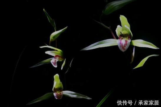 兰科植物|好的寒兰,叶是怎样的?花是怎样的?整体形态又是怎样的