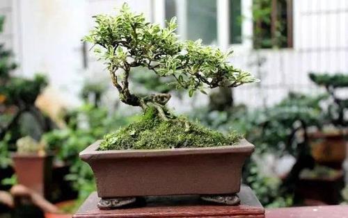 枝条|3种漂亮花,养成老桩盆景,给多少钱都不卖,新手也会养!