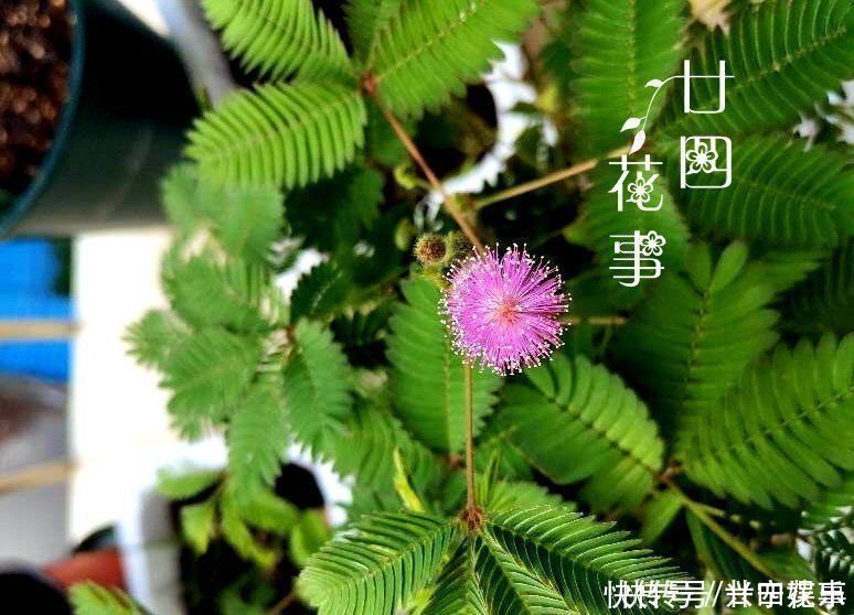 伤口|8种花“有毒”，你家可能就有一盆，养护需小心