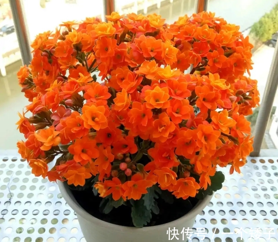 入秋后，长寿花这样养起来，避免它“装菜”不打花苞！