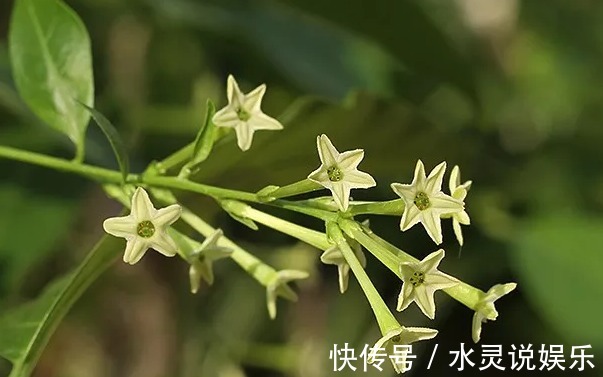 5种花卉“别乱养”，香气“有毒”，放在卧室并不好，别疏忽！