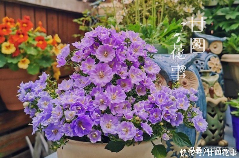 太阳花|懂花的人，喜欢在夏天养10种花，有香有色，越热长得越欢实