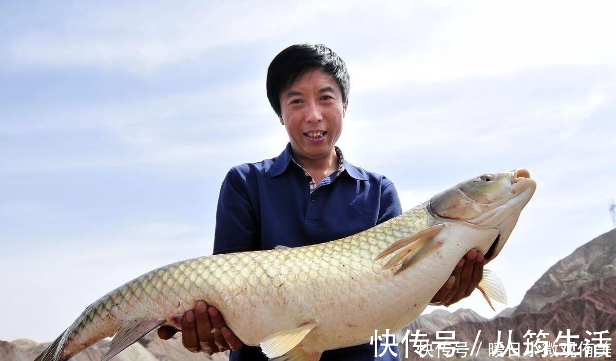 技巧|用什么饵料钓草鱼最有效？草鱼喜欢什么味道？钓草鱼的用饵技巧