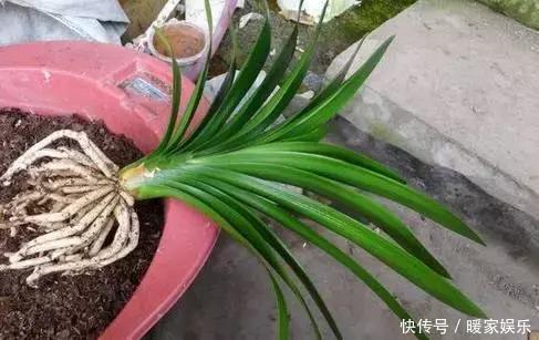 家家都养君子兰,都养得好吗最全的君子兰养护技巧分享给大家