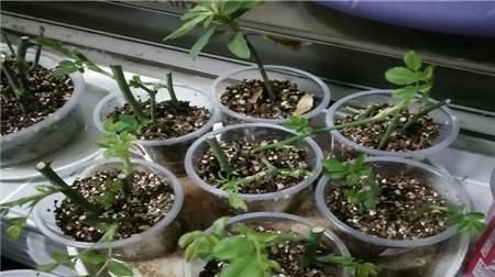 生根|学会这9个扦插绝招,插啥活啥,蹭蹭长出大白根,阳台多的放不下