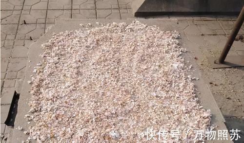 蛋壳|拿到蛋壳别急着养花，按“这要求”处理，给植物施肥才不出问题