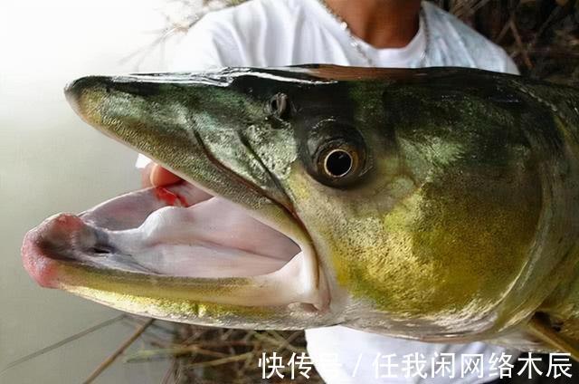 江苏小伙阳澄湖钓起40斤水老虎，拖到工地加餐，不放生为湖除害