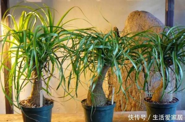 浇水|养花高手盆栽花草存在这3坏习惯要趁早改，迟了植物就遭殃