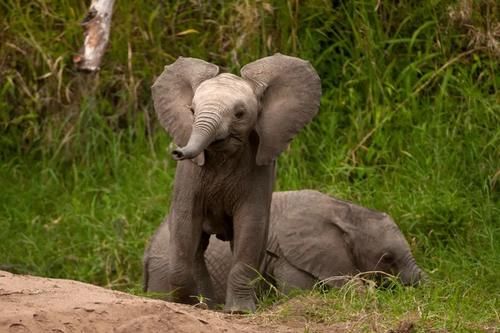 动物图腾：斑马，探索与回归，知晓一切的勇气