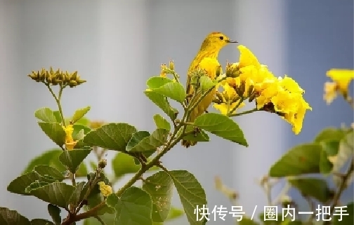 诗人@元好问的一首绝句,明白晓畅,随口吟出,却朗朗上口