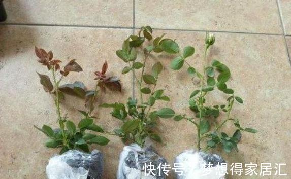 透气性|月季换盆有诀窍,顺应“三时期,两习性”,服盆几率大大提高