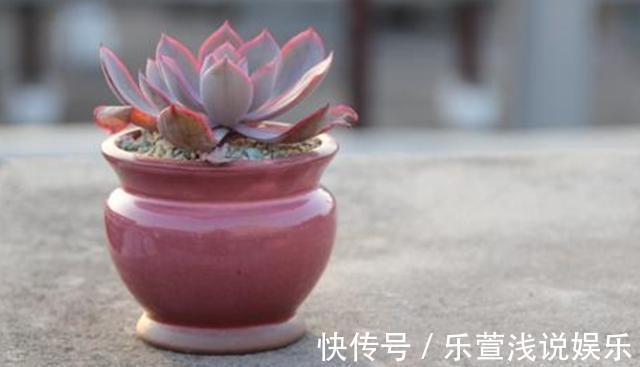 老桩多肉该怎么换盆？2种方法“保活”，叫你心血不再白费