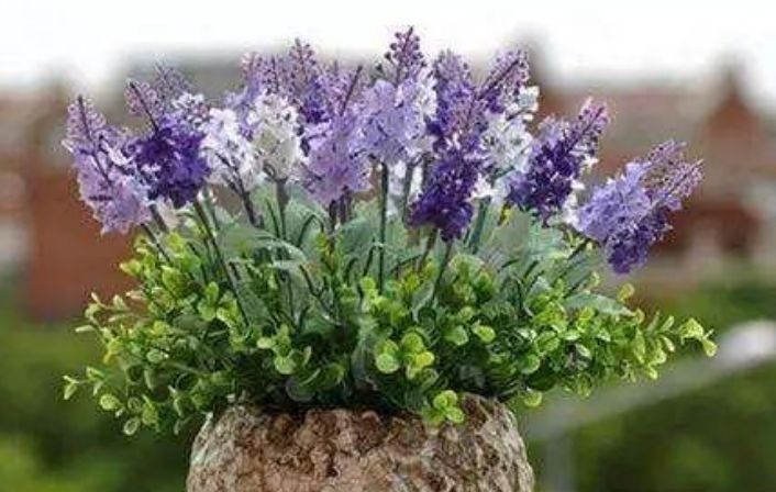 最适合新手养的4种花,花色全还香,瘦身又美容,赏花还变美!