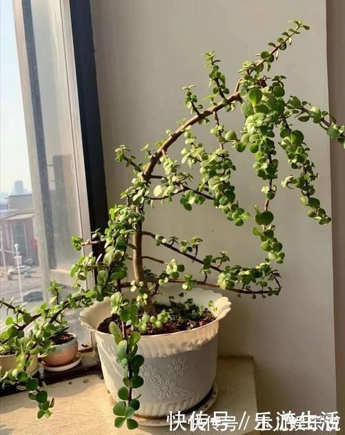 金枝玉叶太好养了,常用两种水,嫩叶冒不停,长势很喜人